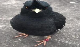 八哥最新视频爆料,娱乐圈幕后真相大曝光！